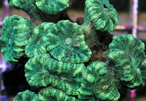 Caulastrea Curvata  (Green) Xs