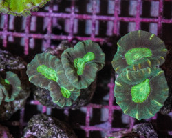 Caulastrea Echinulata (Frag) M