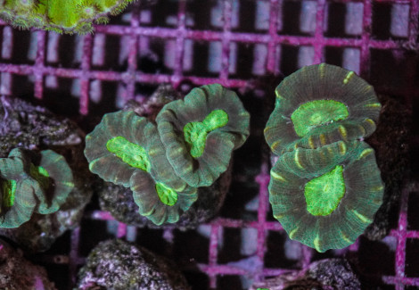 Caulastrea Echinulata (Frag) M