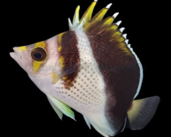 Chaetodon Spp. (Hybrid - Backcross) M