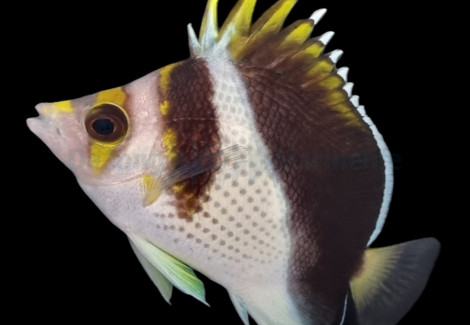 Chaetodon Spp. (Hybrid - Backcross) M