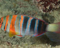 Choerodon Fasciatus (Australia) L