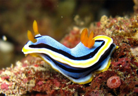 Chromodoris Annae M