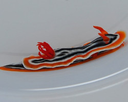 Chromodoris Magnifica M