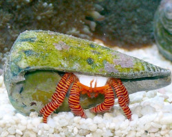 Ciliopagurus Strigatus (Red Leg) M