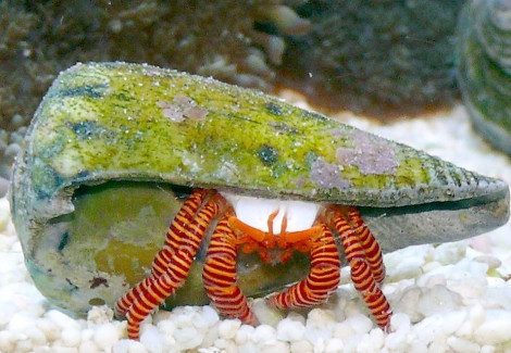 Ciliopagurus Strigatus (Red Leg) M