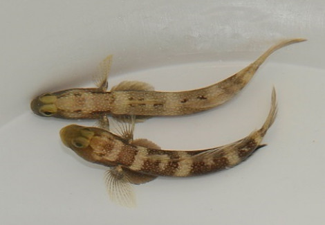 Cryptocentrus Fasciatus M