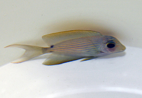 Ctenochaetus Cf. Striatus M