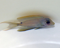 Ctenochaetus Cf. Striatus S