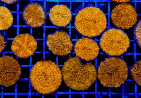 Cycloseris Spp. (Orange) Xs