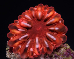 Cynarina Spp. (Red) S