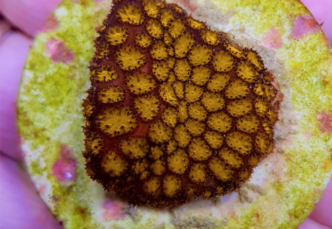 Cyphastrea Spp. (Ultra) S