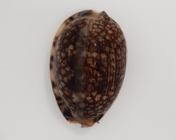 Cypraea Eglantina S