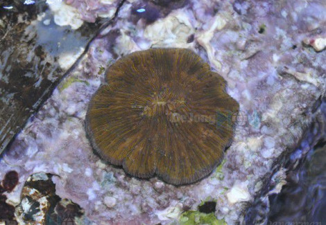 Diaseris Fragilis M