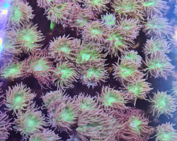 Duncanopsammia Axifuga (10 Polyps Not Fragable)