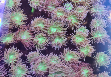 Duncanopsammia Axifuga (10 Polyps Not Fragable)