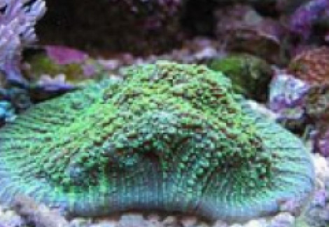 Echinophyllia Spp. (Green / Edge) Xs