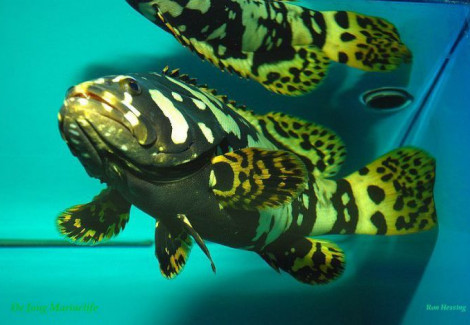 Epinephelus Lanceolatus - Allevato Europa M