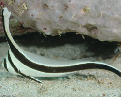 Equetus Lanceolatus M