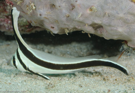 Equetus Lanceolatus M