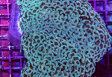 Euphyllia Ancora (Common) Xs