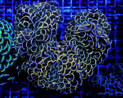 Euphyllia Ancora (Gold-Orange-Yellow Stam L