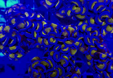 Euphyllia Ancora (Gold-Orange-Yellow Stam) Ultra L