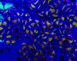 Euphyllia Ancora (Gold-Orange-Yellow Stam) Ultra Xs