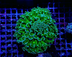 Euphyllia Ancora (Green Ultra) L