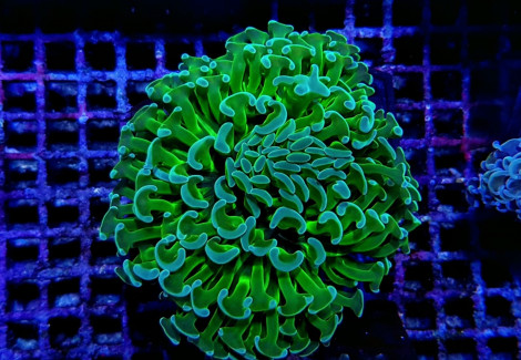 Euphyllia Ancora (Green Ultra) L