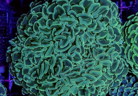 Euphyllia Ancora (Green) Xs