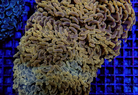 Euphyllia Ancora (Orange/Yellow Premium) S