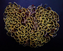 Euphyllia Ancora (Orange/Yellow) Xs