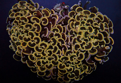 Euphyllia Ancora (Orange/Yellow) Xs