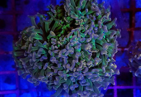 Euphyllia Ancora (Special Colored) S