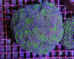 Euphyllia Ancora (Two Tone) S