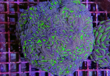 Euphyllia Ancora (Two Tone) Xxl