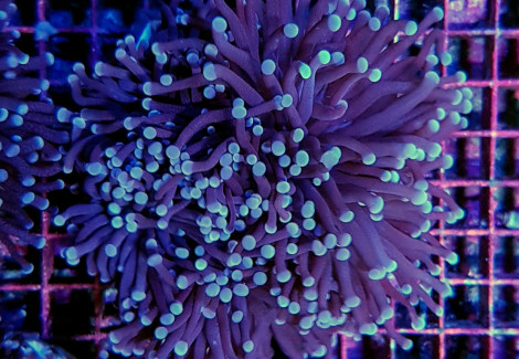 Euphyllia Cristata (Common) L