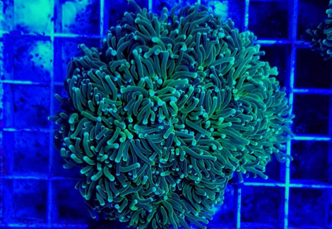 Euphyllia Cristata (Green) L