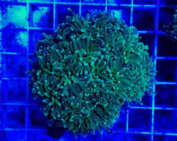 Euphyllia Cristata (Green) M