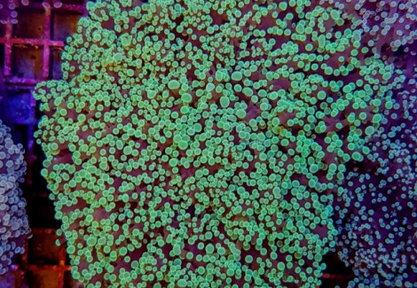 Euphyllia Divisa (Common) Ml