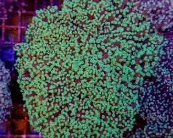 Euphyllia Divisa (Common) Xl