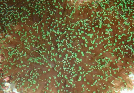 Euphyllia Divisa (Green Premium) S