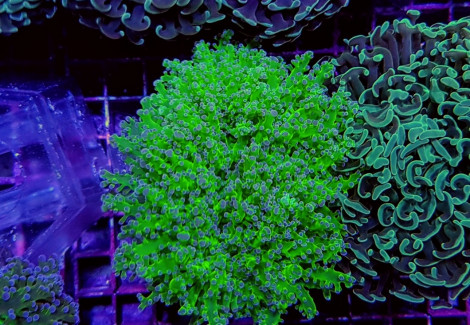 Euphyllia Divisa (Green Ultra) L