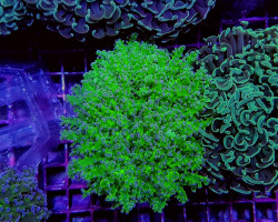 Euphyllia Divisa (Green Ultra) M