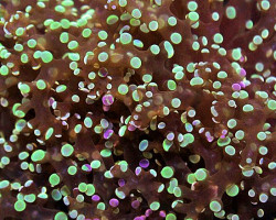 Euphyllia Divisa (Green) M