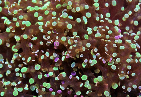 Euphyllia Divisa (Green) M