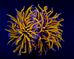 Euphyllia Glabrescens (Gold Torch) (2 Hds.) F. M