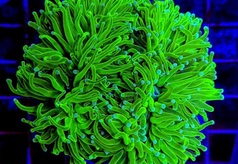 Euphyllia Glabrescens (Green Ultra) Xl