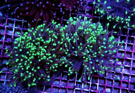 Euphyllia Glabrescens (Green) Xs